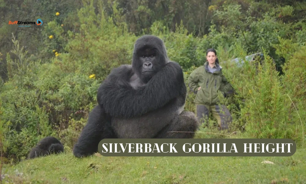 Silverback Gorilla Height